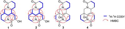 Uncommon Bis-Amide Matrine-type Alkaloids From Sophora alopecuroides With Anti-inflammatory Effects